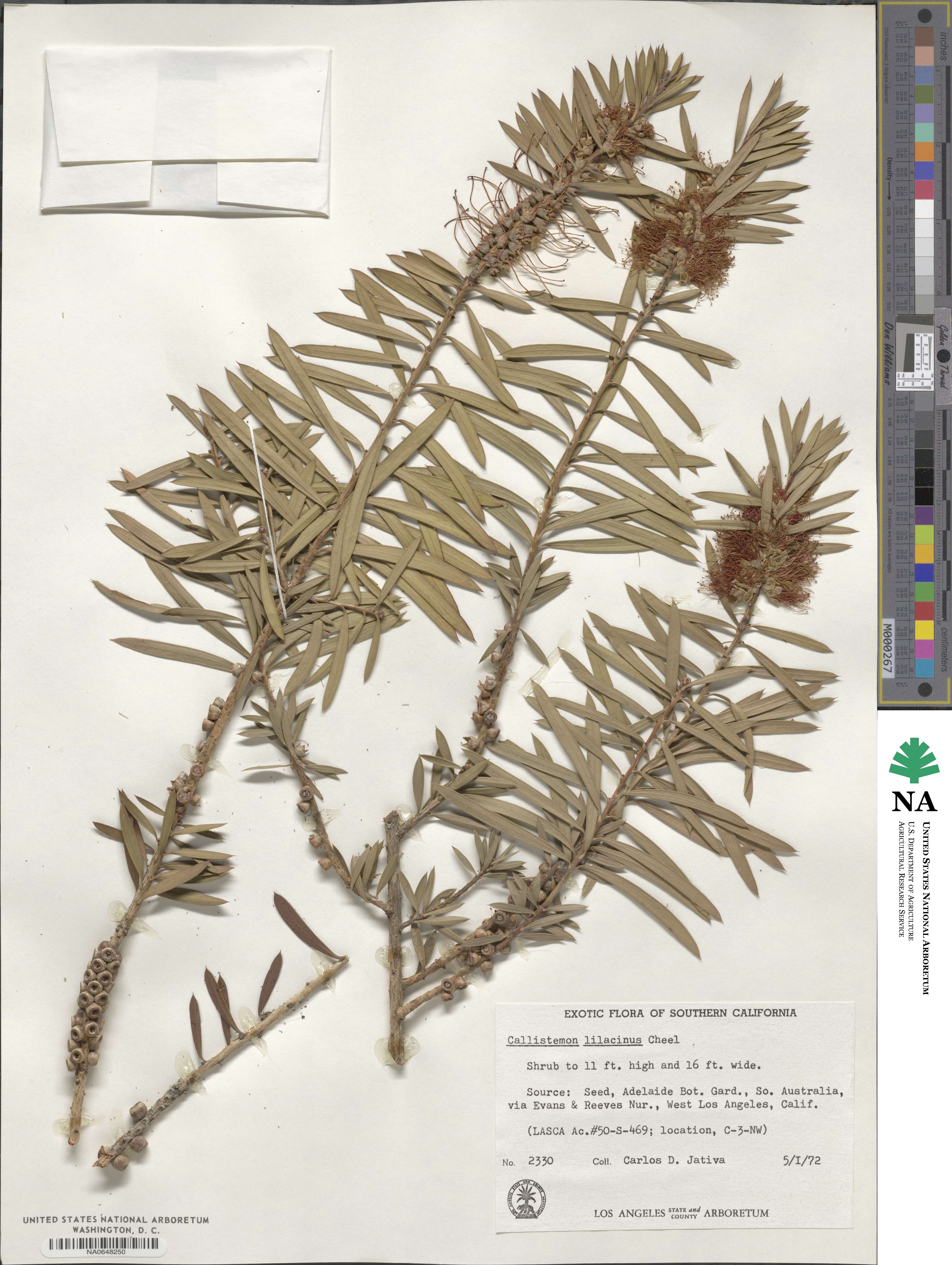 Callistemon lanceolatus image