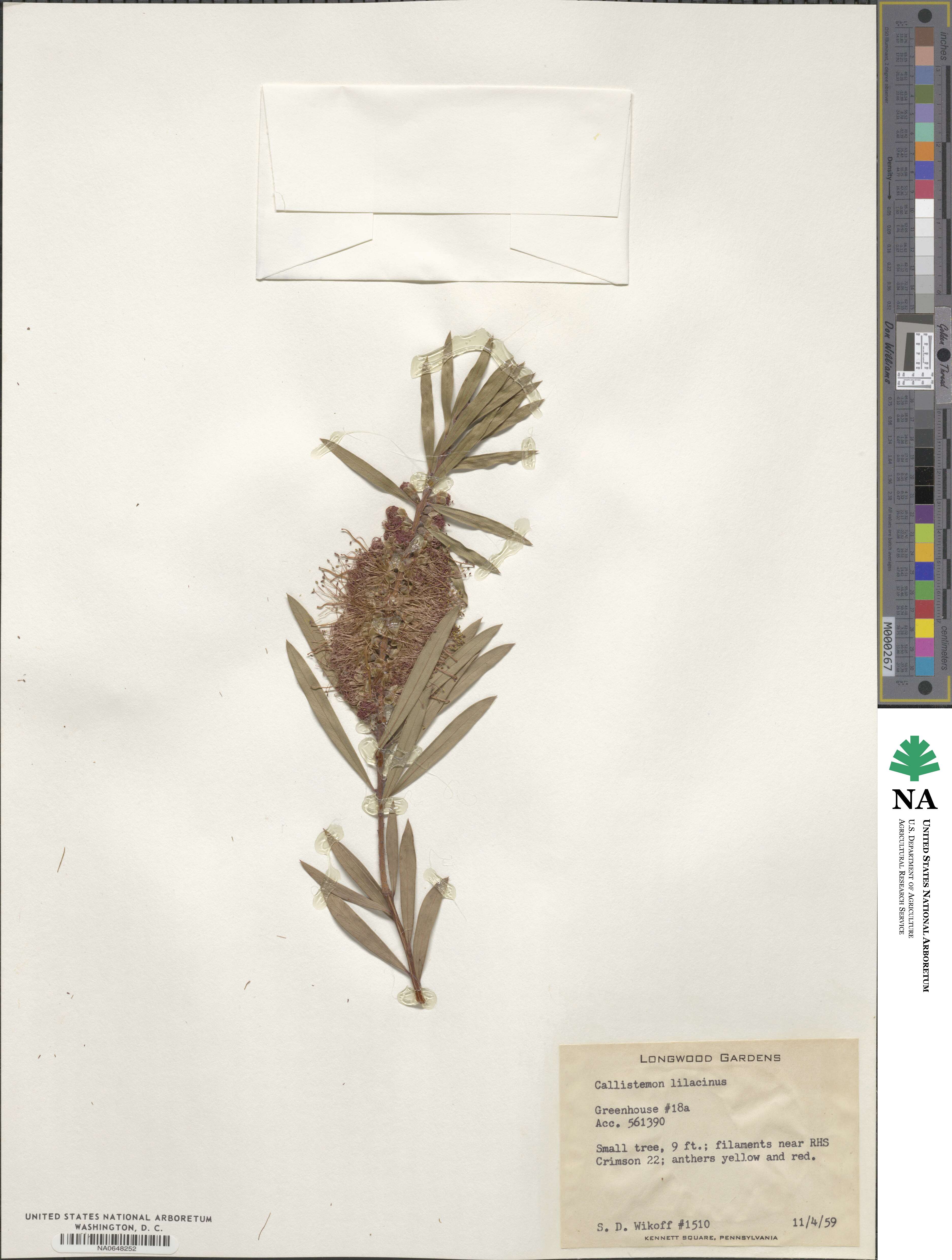 Callistemon lanceolatus image