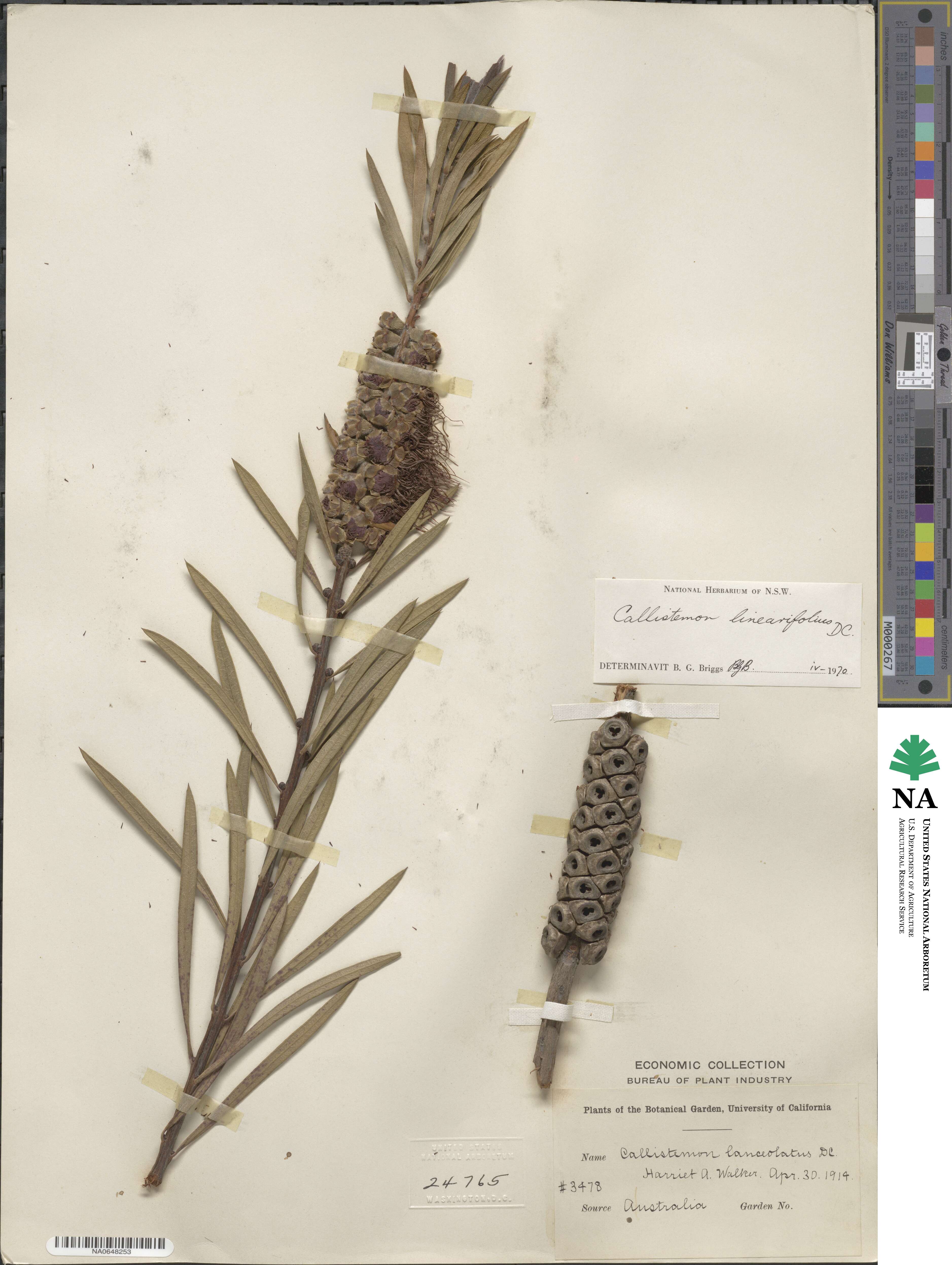 Callistemon linearifolius image