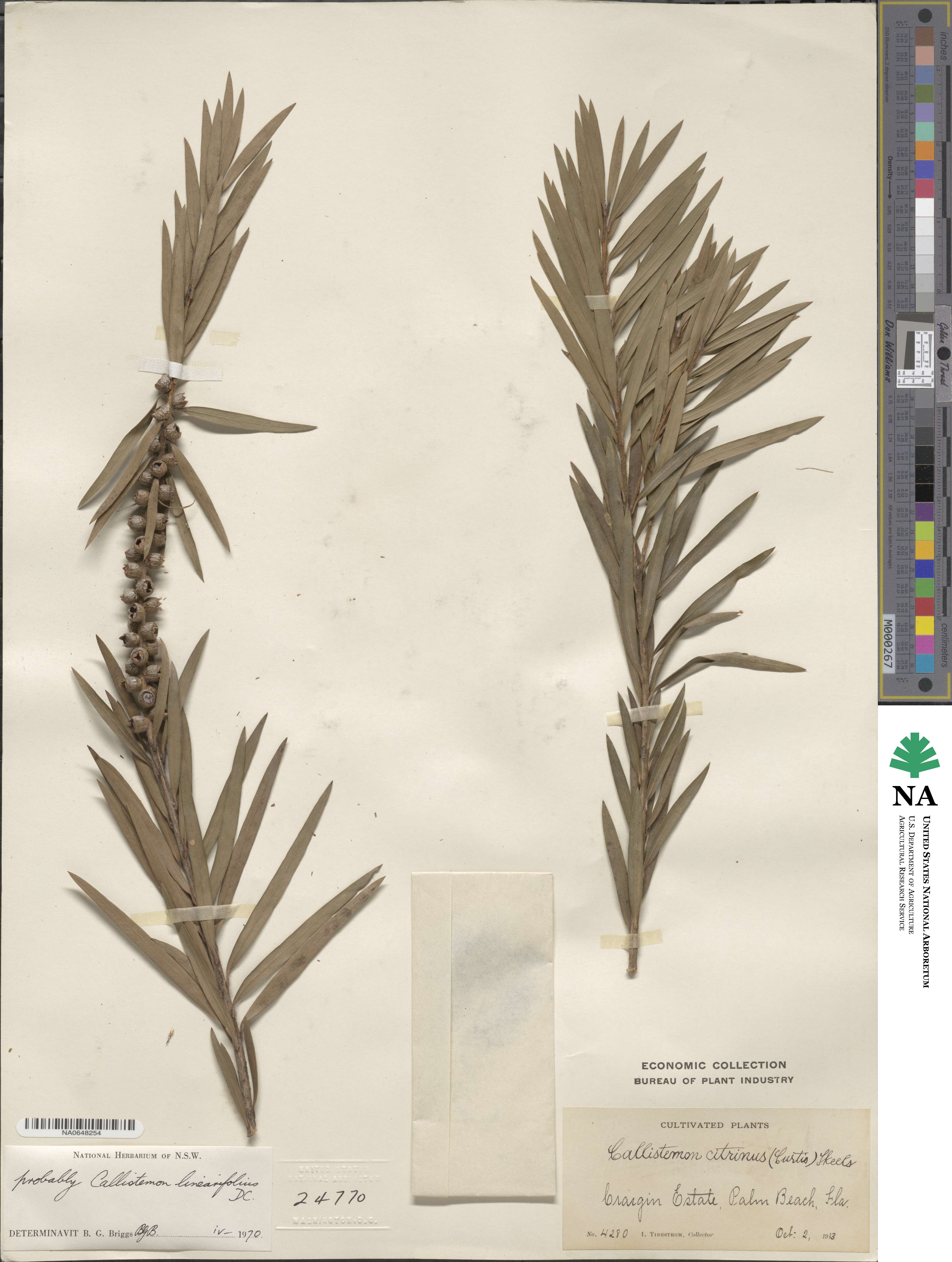 Callistemon linearifolius image