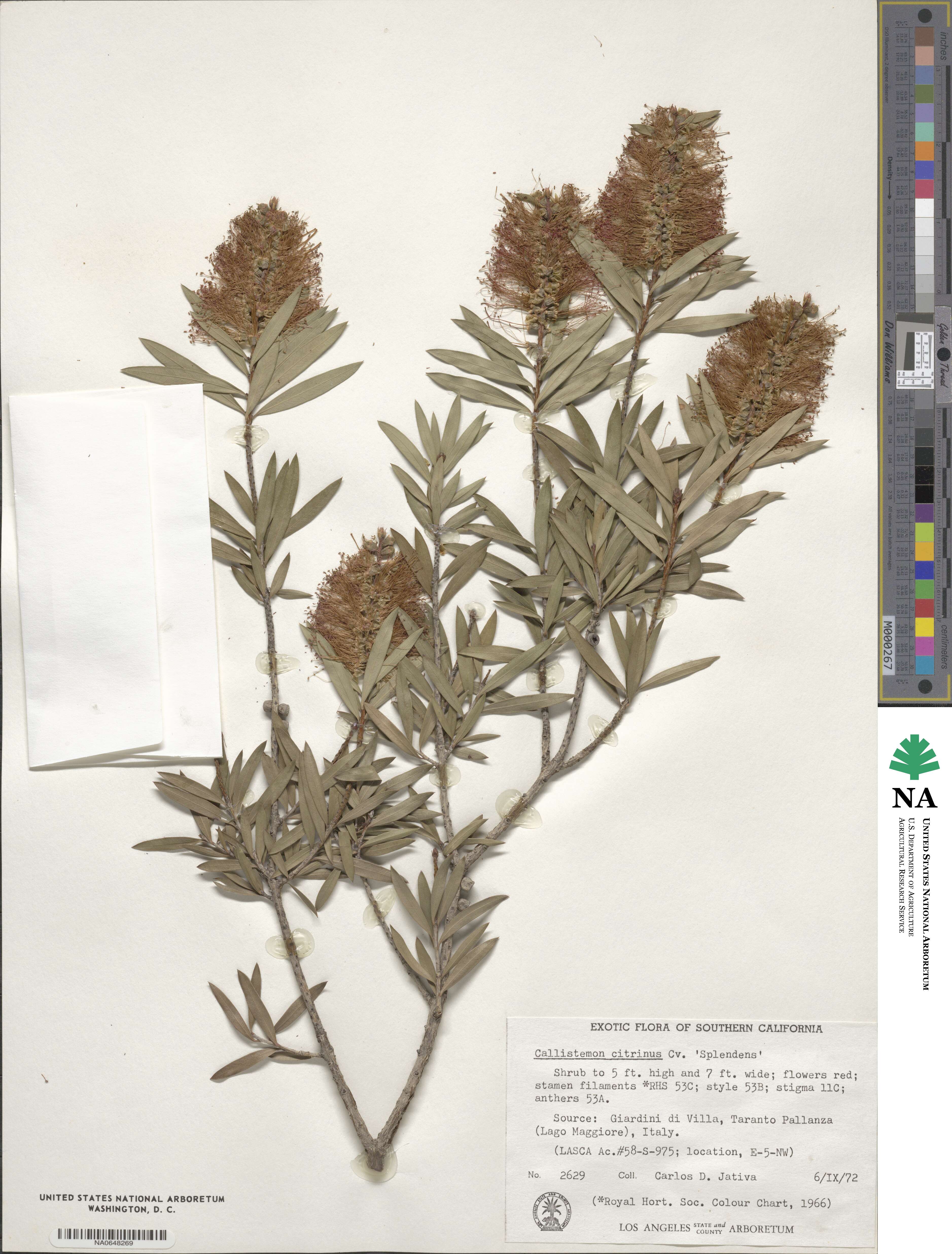 Callistemon citrinus image
