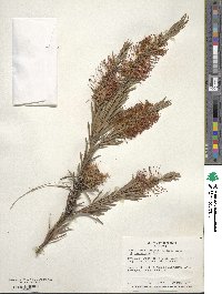 Callistemon citrinus image