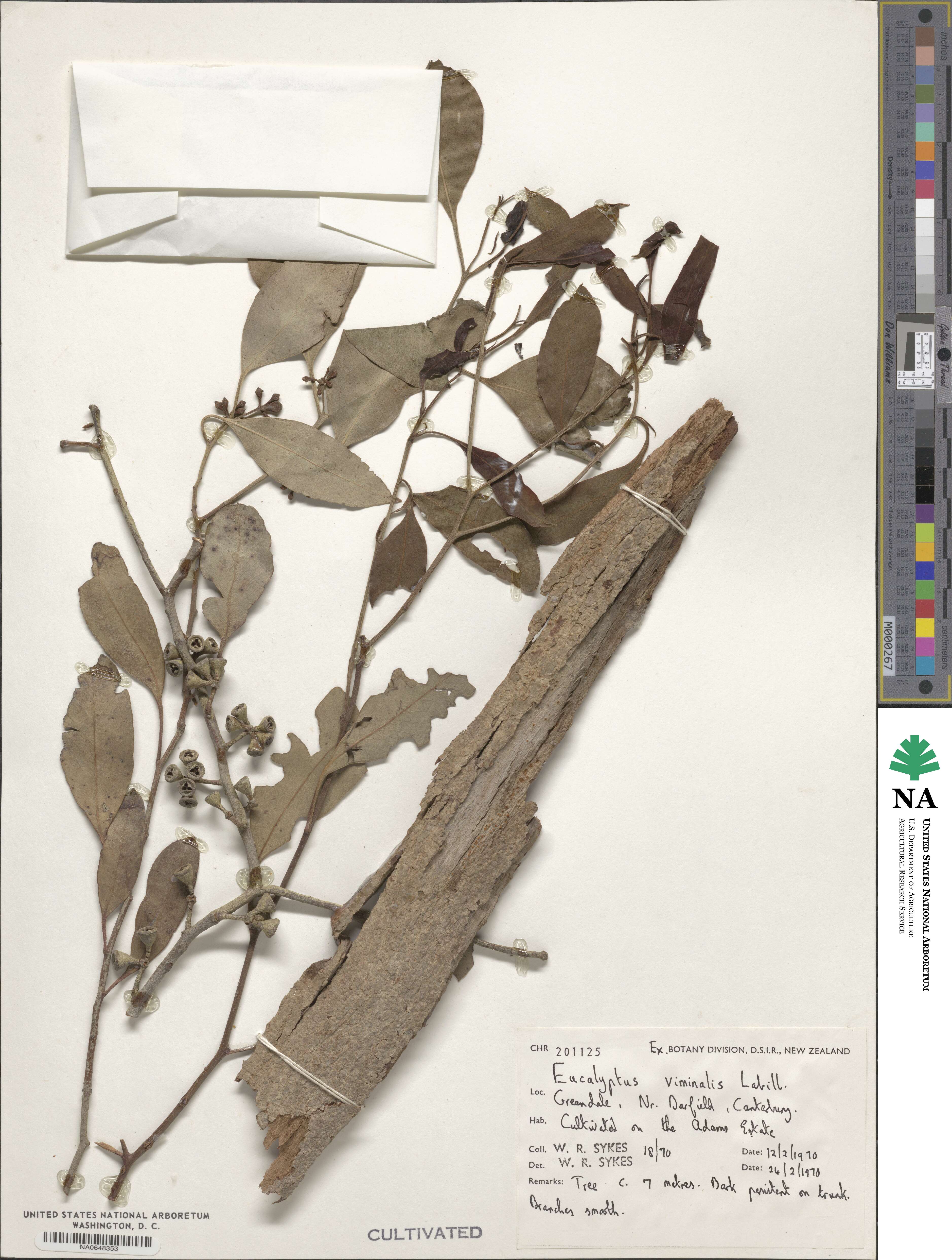 Eucalyptus viminalis image