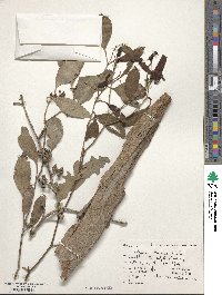 Eucalyptus viminalis image