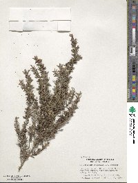 Image of Leptospermum scoparium