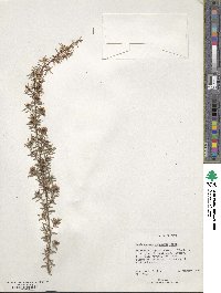 Leptospermum scoparium image