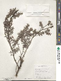 Leptospermum scoparium image