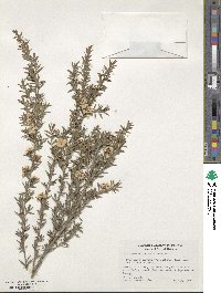 Leptospermum scoparium image