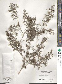 Leptospermum brachyandrum image