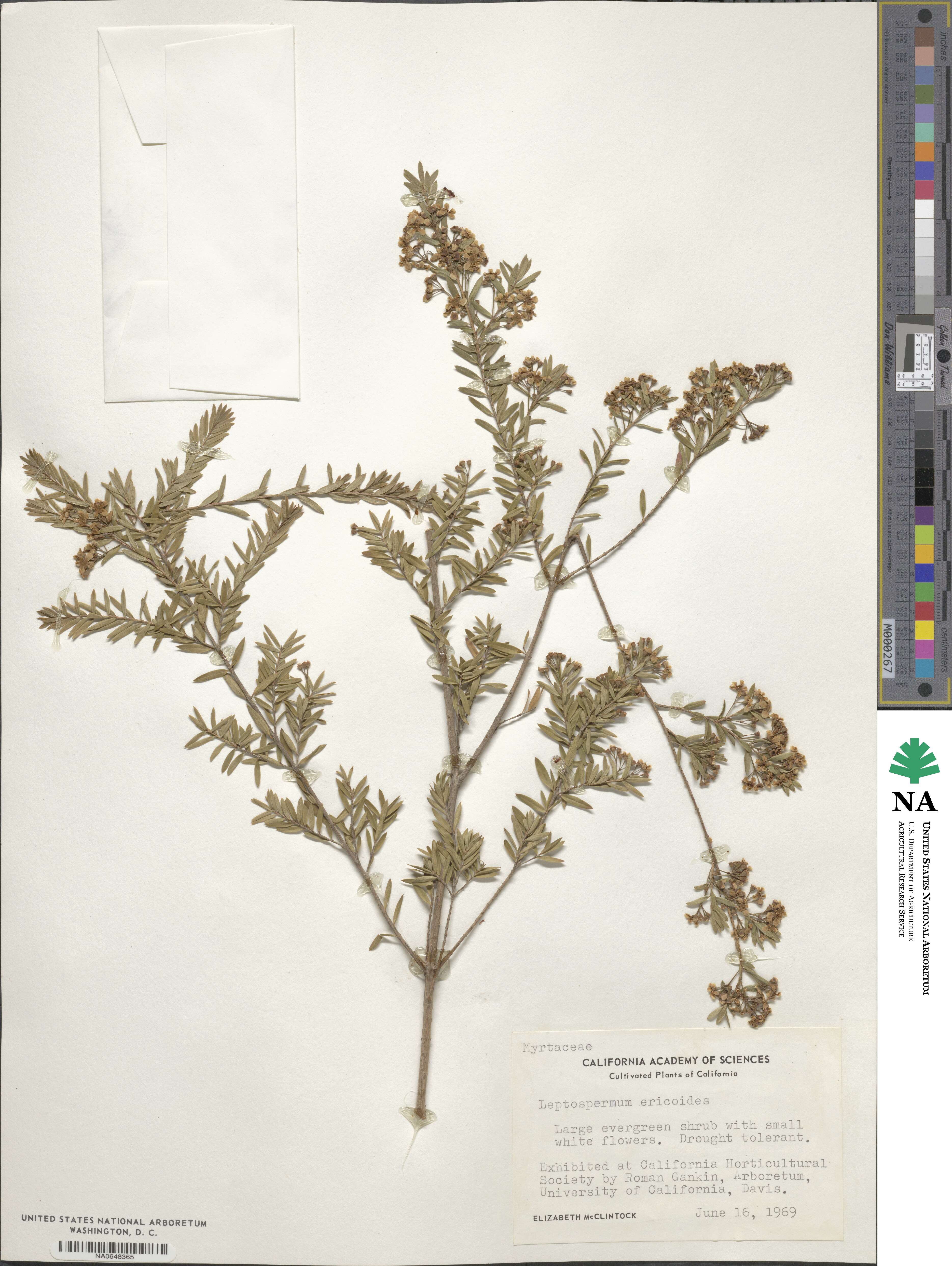 Kunzea ericoides image