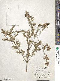 Kunzea ericoides image