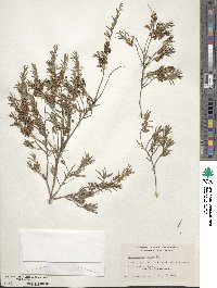 Kunzea ericoides image