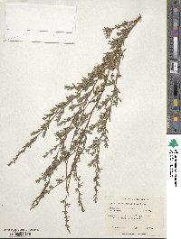 Kunzea ericoides image