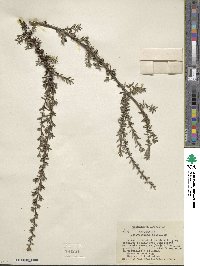 Kunzea ericoides image