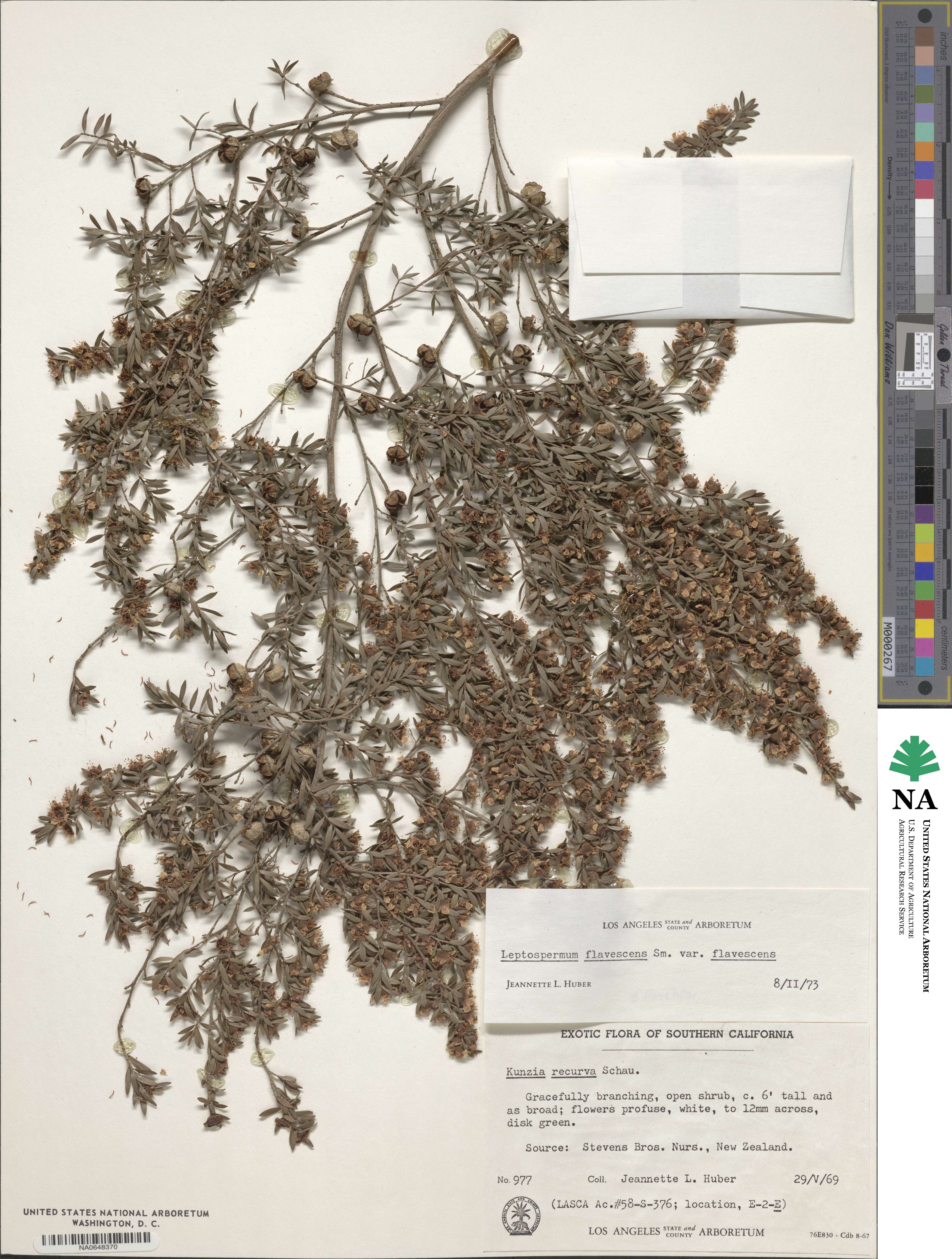 Leptospermum polygalifolium subsp. polygalifolium image