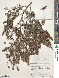 Leptospermum polygalifolium image