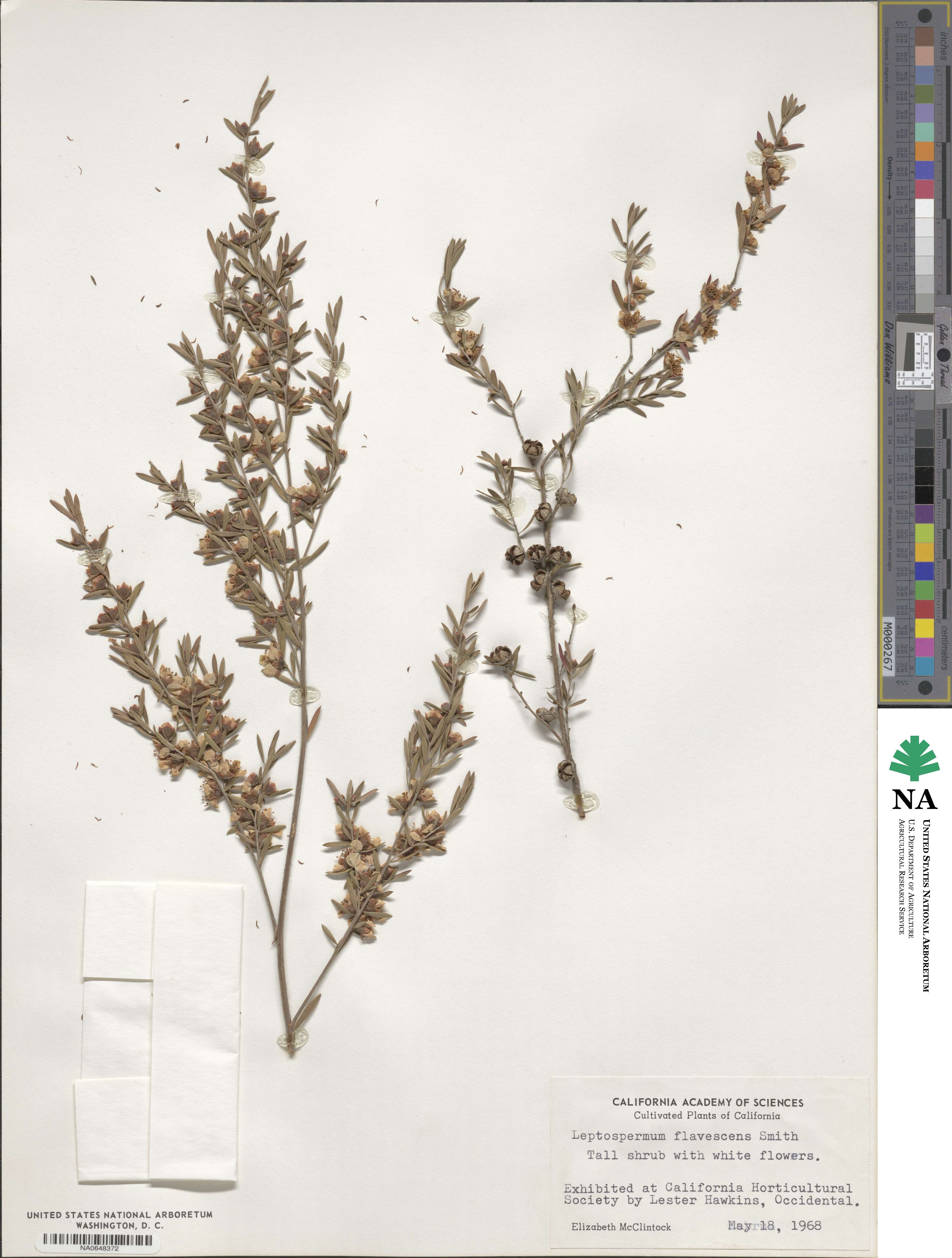 Leptospermum polygalifolium subsp. polygalifolium image