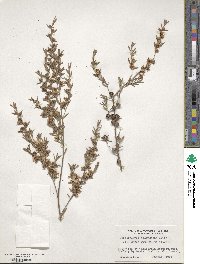 Leptospermum polygalifolium subsp. polygalifolium image