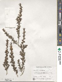 Leptospermum polygalifolium subsp. polygalifolium image