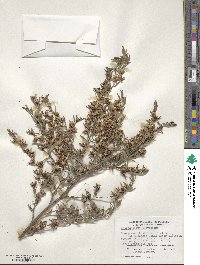 Leptospermum polygalifolium image