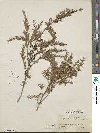 Leptospermum polygalifolium image