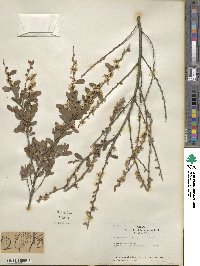 Leptospermum laevigatum image