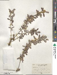 Leptospermum laevigatum image