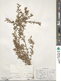 Leptospermum laevigatum image