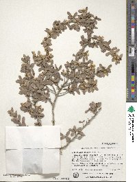 Leptospermum laevigatum image