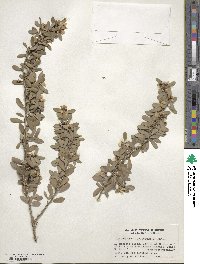 Leptospermum laevigatum image