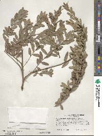 Leptospermum laevigatum image