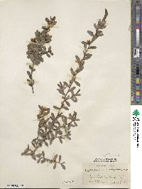 Leptospermum laevigatum image