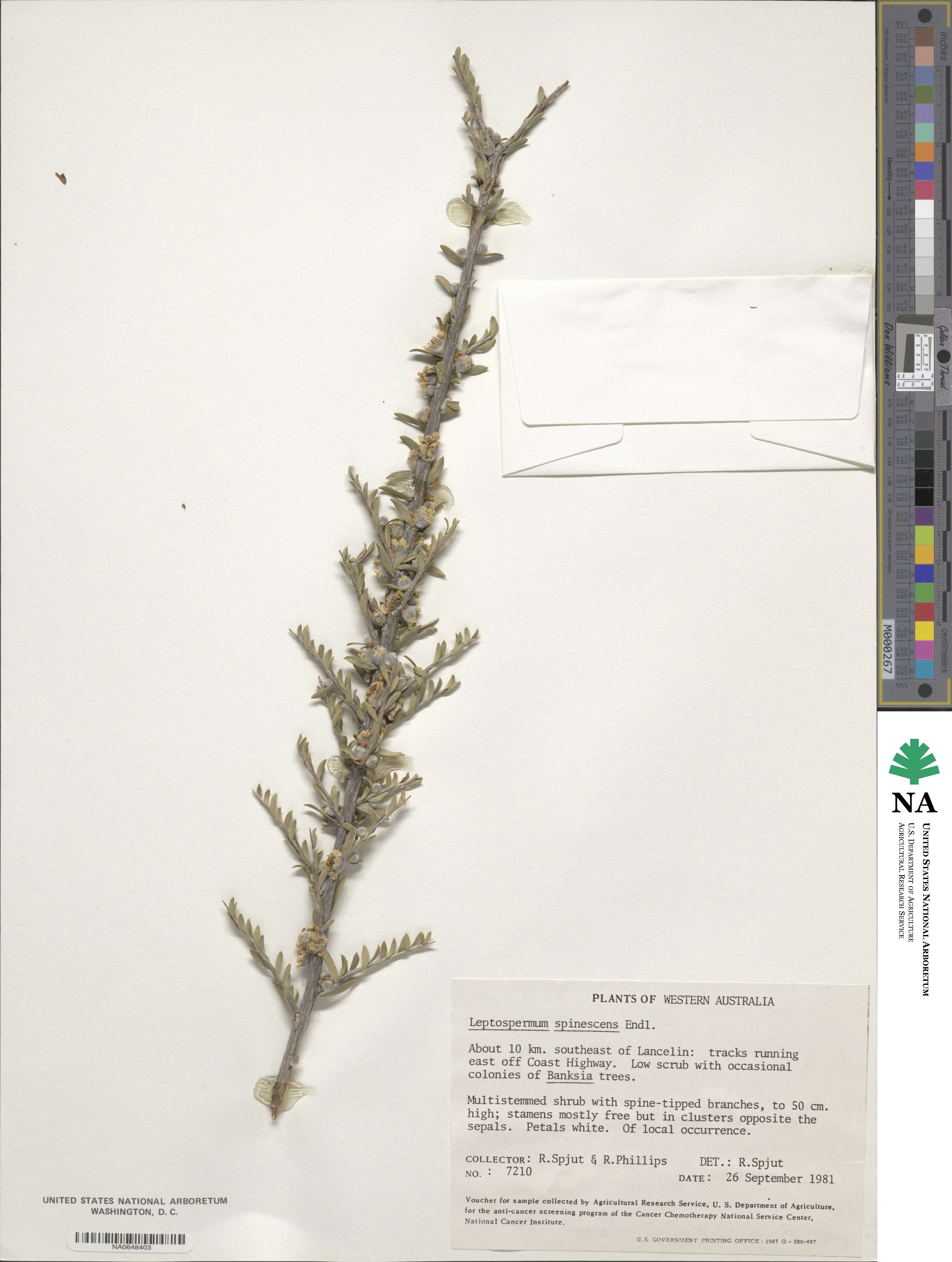 Leptospermum spinescens image