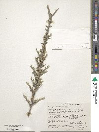 Image of Leptospermum spinescens