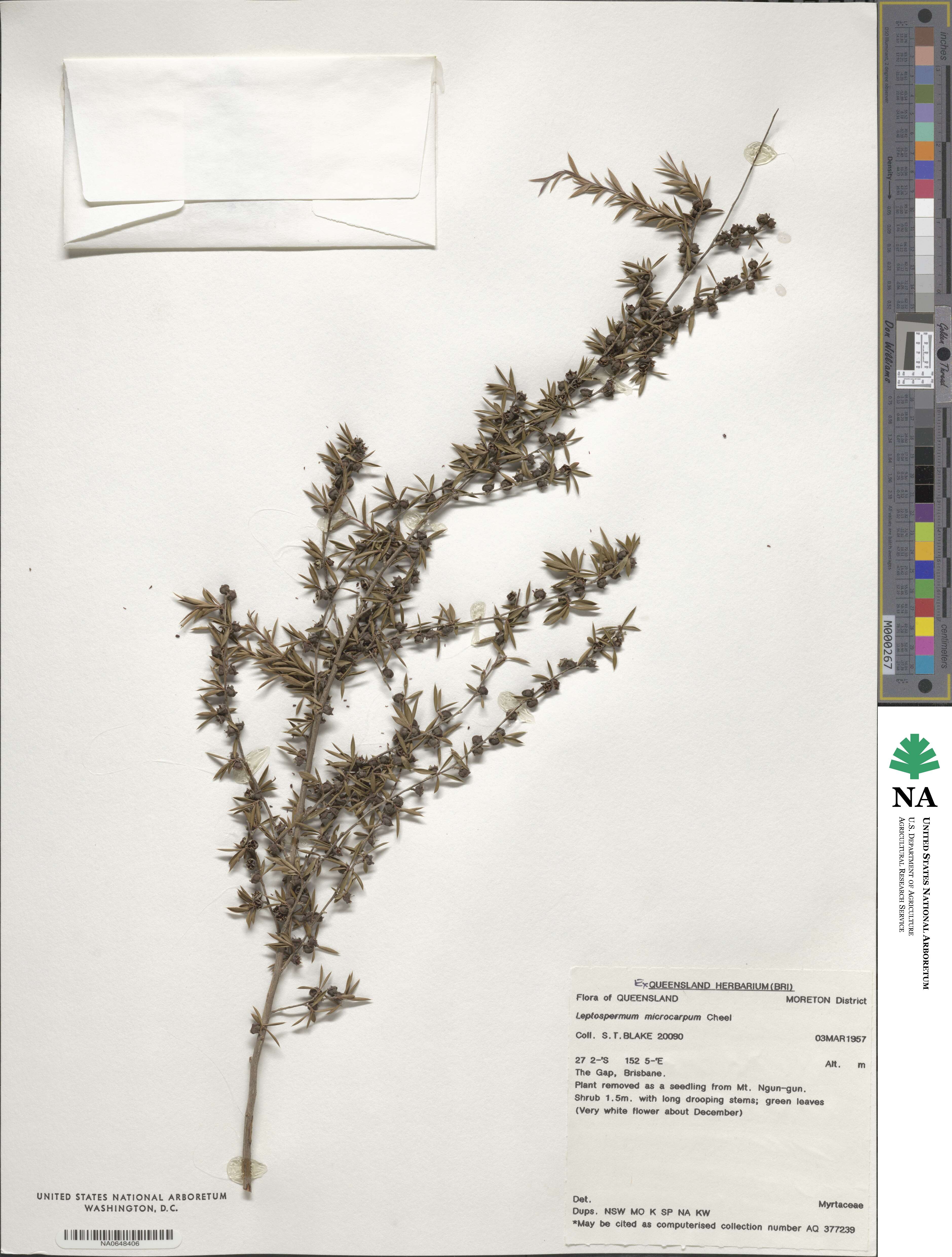 Leptospermum microcarpum image