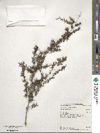 Image of Leptospermum microcarpum