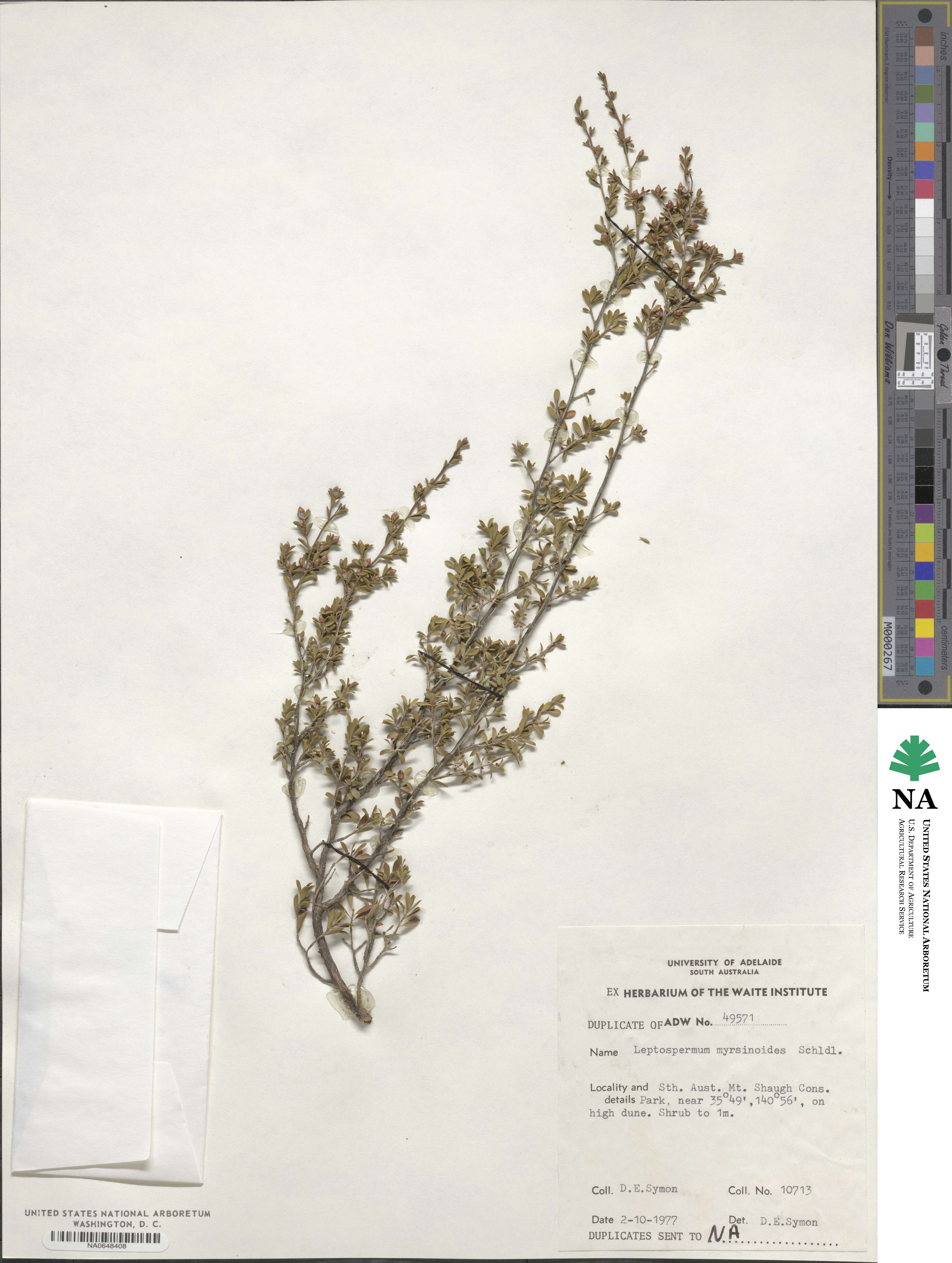 Leptospermum image