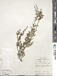 Leptospermum myrsinoides image