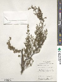 Leptospermum myrsinoides image