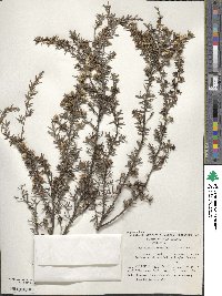 Leptospermum scoparium image