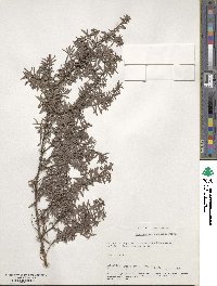 Leptospermum scoparium image