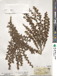 Leptospermum scoparium image