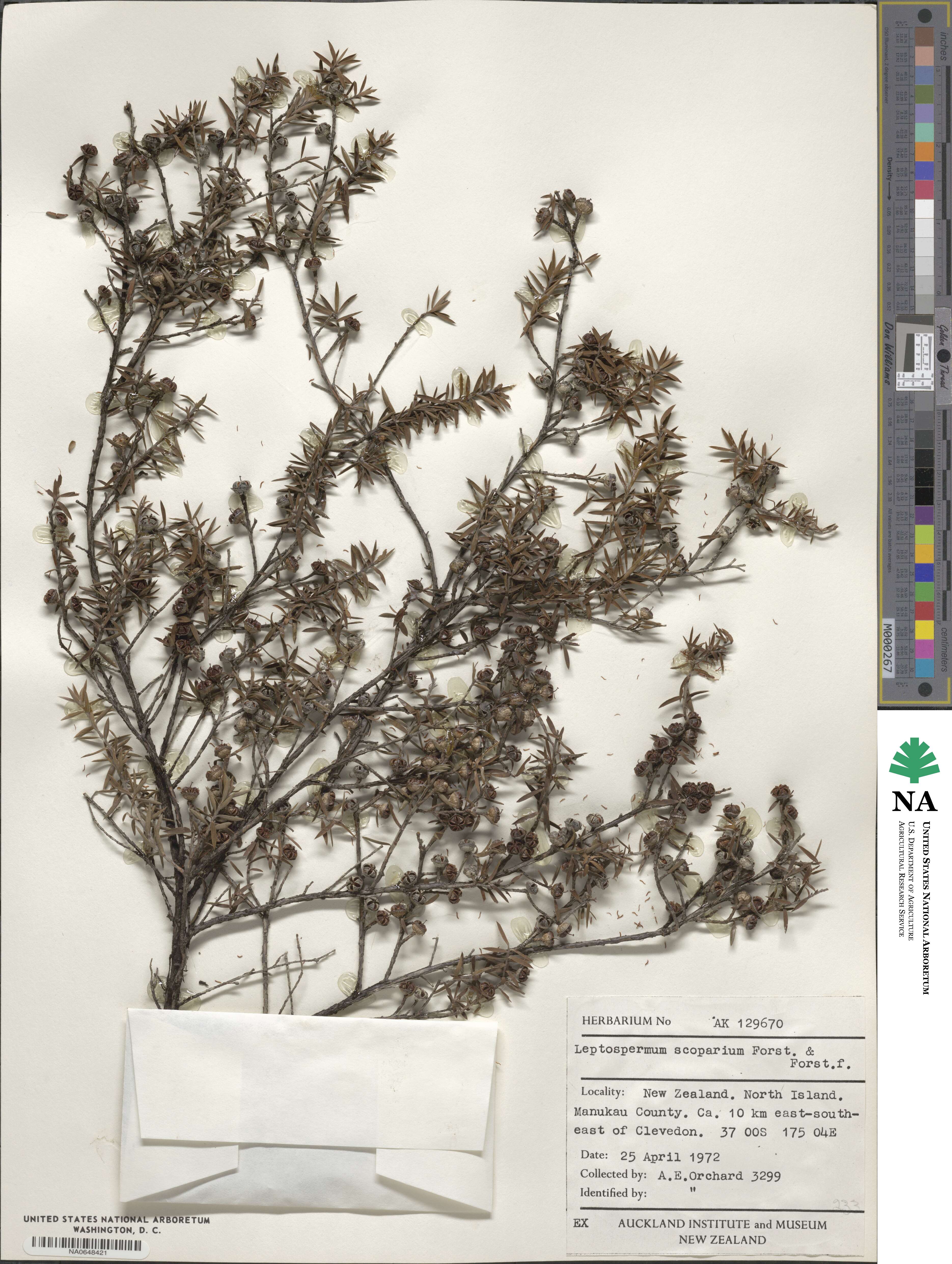 Leptospermum scoparium image