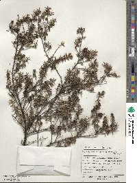 Leptospermum scoparium image