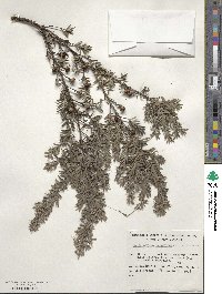 Leptospermum scoparium image