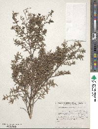 Leptospermum scoparium image