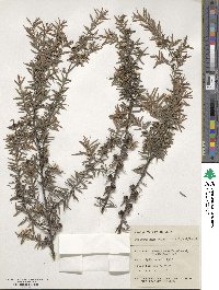 Leptospermum scoparium image