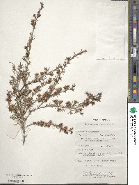 Leptospermum polygalifolium subsp. polygalifolium image