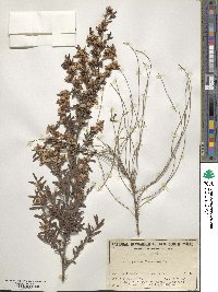 Leptospermum polygalifolium image