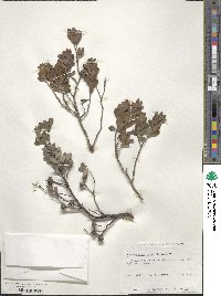 Image of Leptospermum grandiflorum